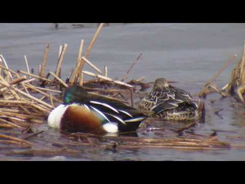 PATO CUCHARA COMÚN ( Anas clypeata ) Shoveler