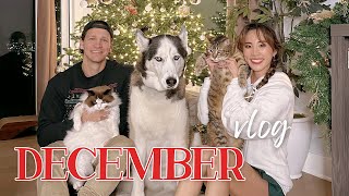 🎄 DECEMBER VLOG: office makeover, holiday parties, family time | YB Chang Biste