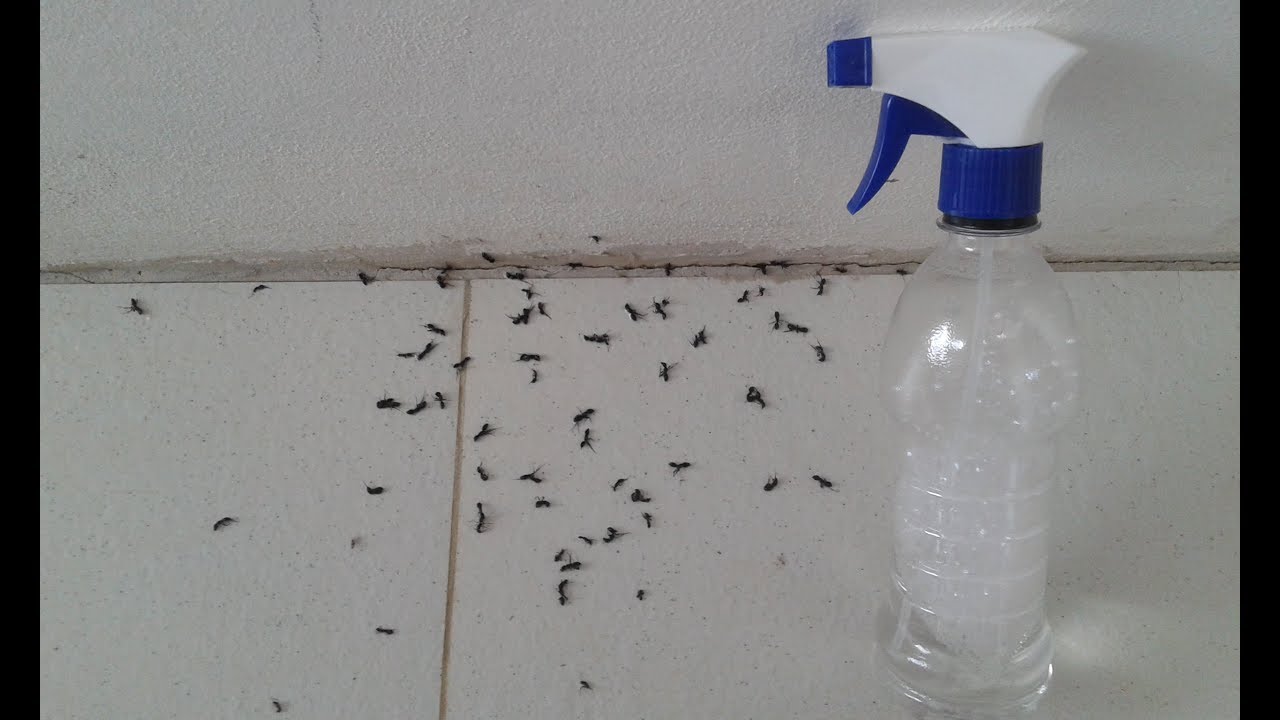 Watch Now ACABE COM AS FORMIGAS DEFINITIVAMENTE - VENENO CASEIRO ACABE COM AS FORMIGAS DEFINITIVAMENTE - VENENO CASEIRO