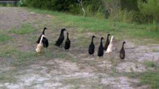 preview picture of video 'Marie's Indian Runner Ducks'
