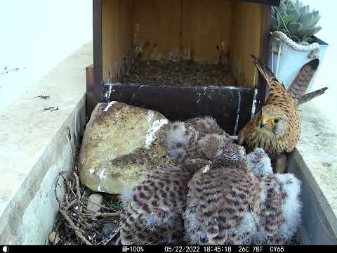 4 KESTREL CHICKS FED BY MUM!! Wonderful to watch!