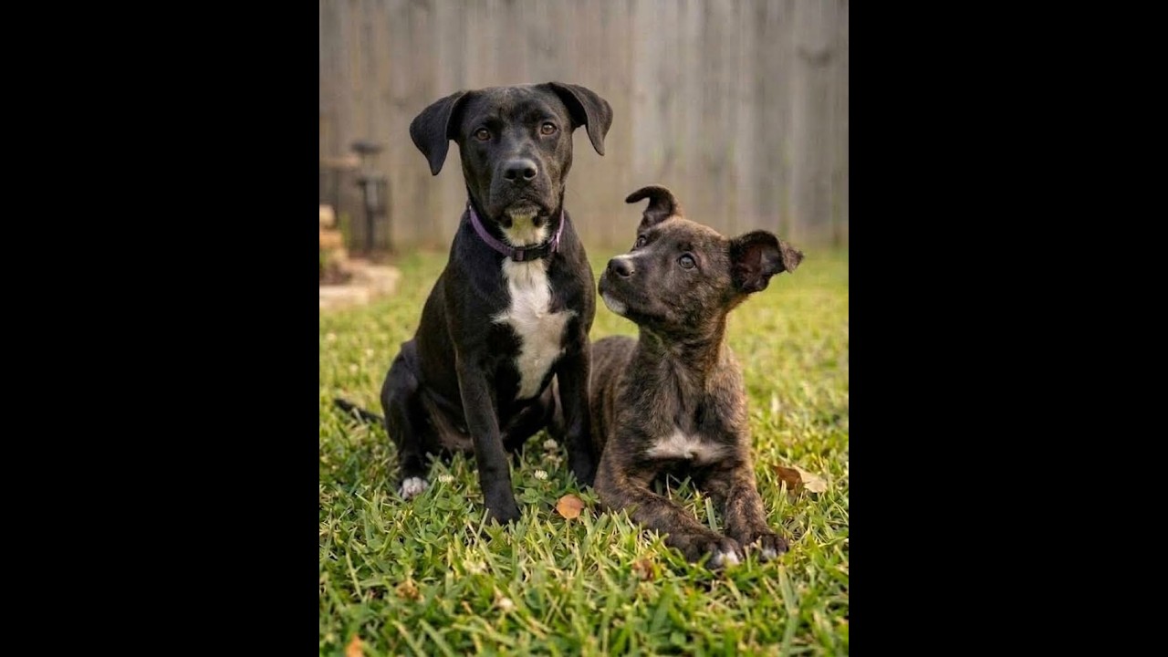 Enlarge Jazzi, a Adoptable mixed breed in Crown Point, IN video 2/4
