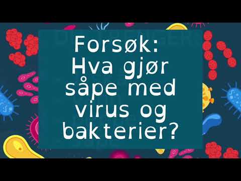 Forsøk: Hva gjør såpe med virus og bakterier?