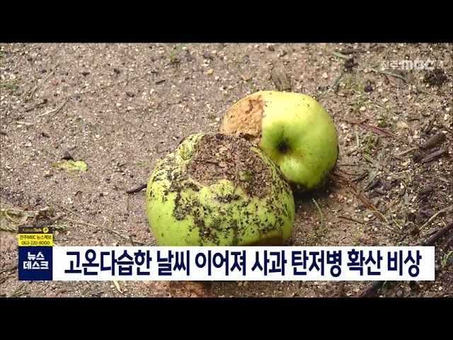 무더위 속 사과 탄저병 비상