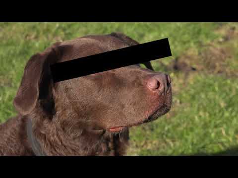 NH Kiest: Inwoners van De Rijp boos over hondenbelasting