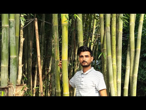Video 1