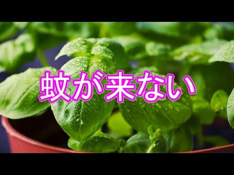 レモンの香りのゼラニウム蚊よけ植物