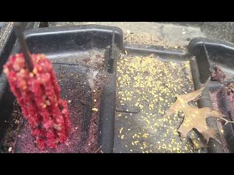 Eliminating the Ants in the Rodent Bait Station in New Egypt, NJ