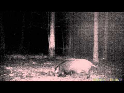 Schwarzwild vom 24.2.2015