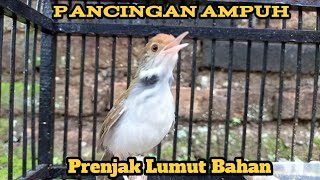 Download lagu Pancingan Ampuh Prenjak Lumut Bahan mp3 Download lagu Pancingan Ampuh Prenjak Lumut Bahan mp3