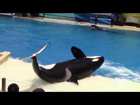 Orkid ~ Rhythm of Love ~