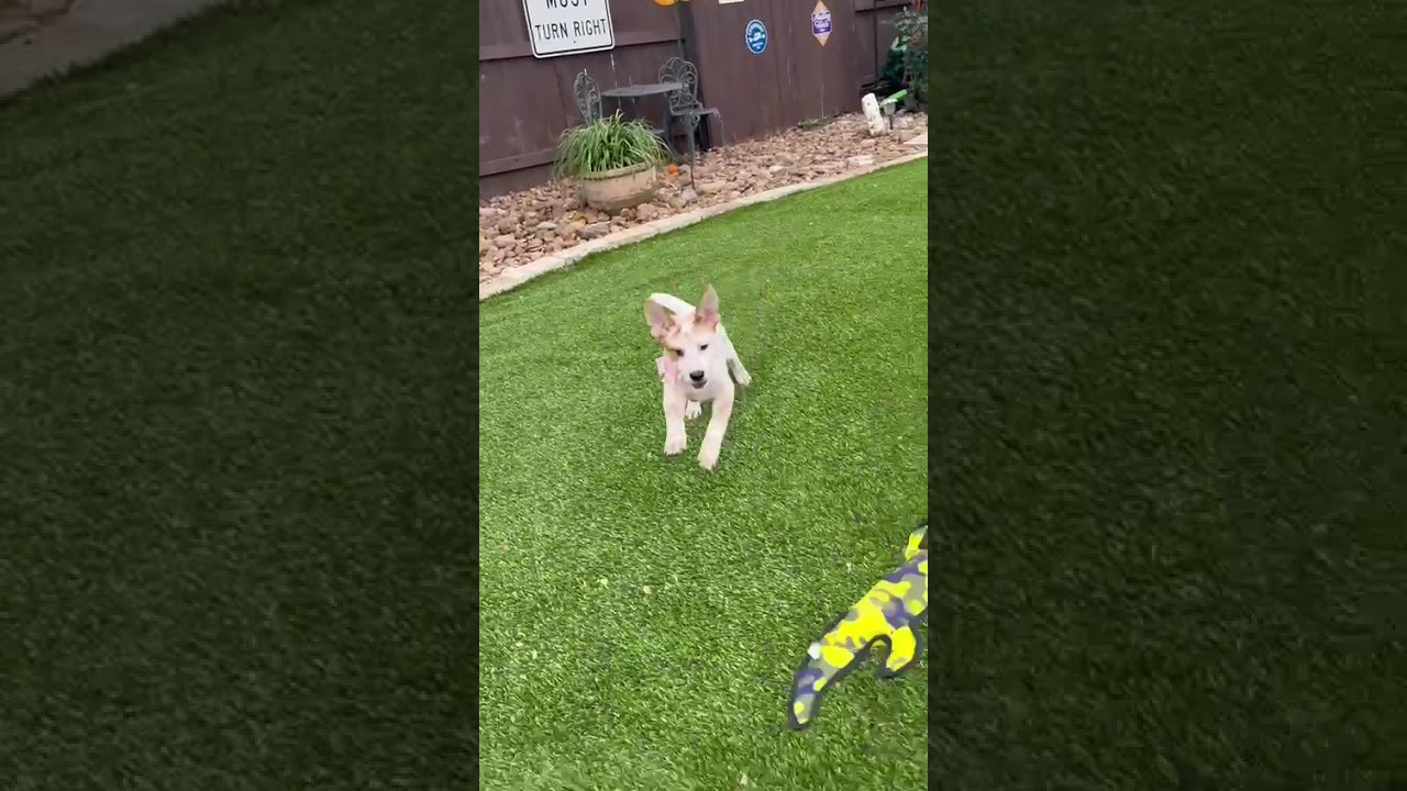 Enlarge Alice, a ADOPTABLE mixed breed in Southport, CT video 2/6