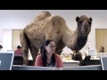 Hump Day Camel Commercial - Happier than a ...
