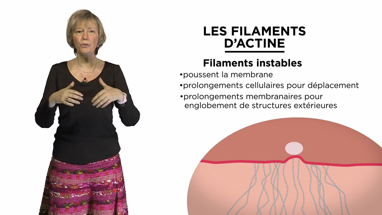MOOC : Les filaments d’actine