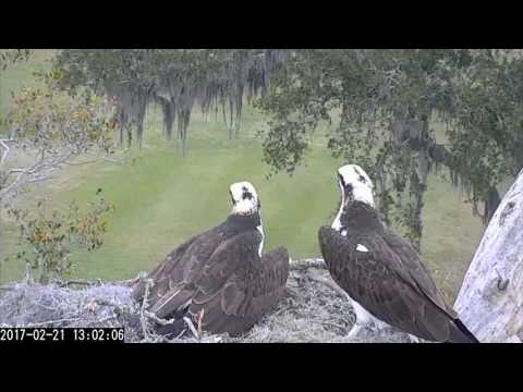 Up Close and Personal With a Pair of Ospreys – Feb. 21, 2017