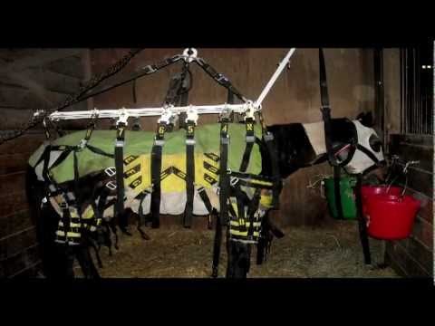 Equine Laminitis 2012 Update (Part 5) from the Animal Health Foundation