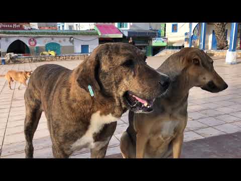 Badra, studentessa di Marrakesh: il rispetto per i cani inizia dalle nuove generazioni