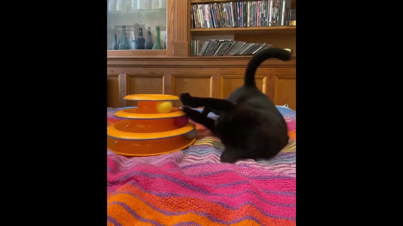 Tippy, an adopted Domestic Short Hair in New York, NY video 6/6