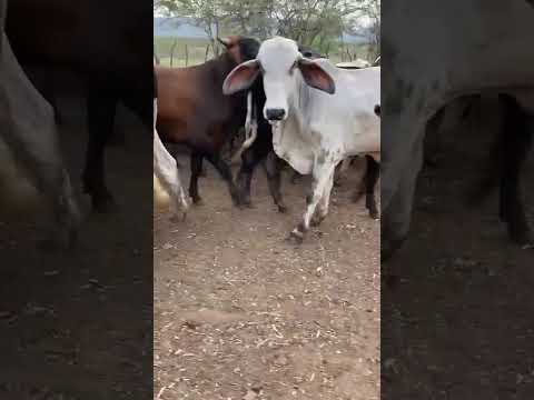 76 Novilhotes para Reposição: 2.500 reais cada em Santa Luzia/ Paraíba. Whatsapp 84 99810 2784*