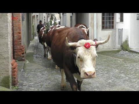 Desnalpà 2018 - Transumanza di mucche per le vie di Settimo Vittone