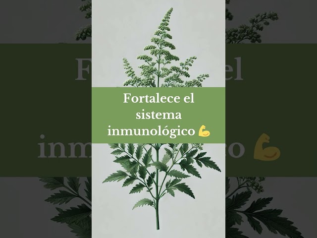 Vídeo relacionado con Artemisa común (Artemisia vulgaris) hierba con flores Tintura Madre sin alcohol Naturalma - Extracto líquido gotas 200 ml - Complemento alimenticio - Vegano