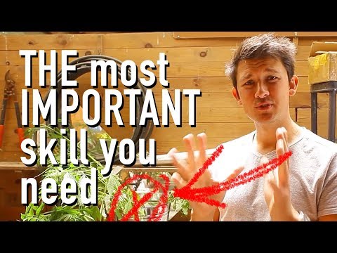 How to pollinate cannabis plants!