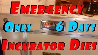 Dezhou Runde Metal Made In China Egg Incubator Dies After 6 Days #10 Hatching Ducklings Ducks