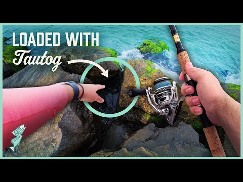 I Found a Hidden Tautog Hotspot in the Jetty Rocks!