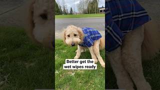 Download lagu Spicy Diarrhea got me runnin’ #dog #funny #viral #shorts mp3