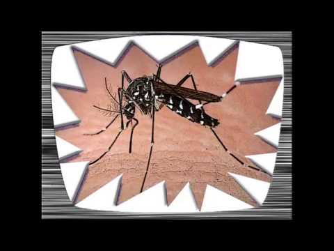 Rap over Aziatische tijgermug