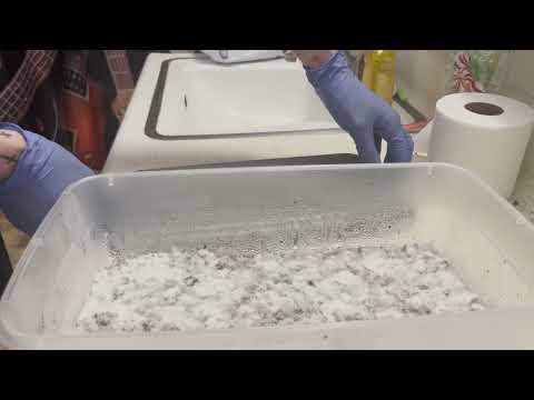 Introducing Fruiting Conditions | Episode 4