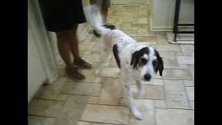 Video preview image #1 English Setter-Unknown Mix Puppy For Sale in Germanton, TN, USA