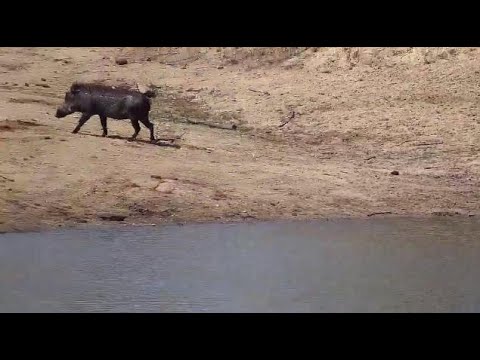 Djuma: Lone Elephant and Warthogs - 13:52 - 09/20/20