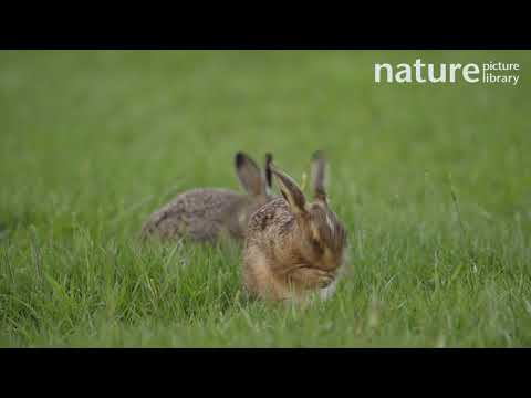 Brown hare leveret cleaning itself, with a second leveret in the background, Essex, England, UK