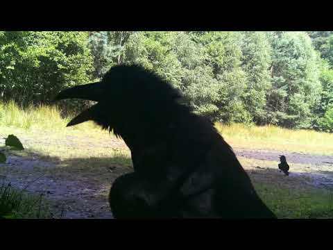 "Letnie migawki z lasu" #jeleń #lis #kuna #dzik #sarna #kruk #dzięcioł #trialcamera #fotopułapka