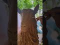 Markhor Sculpture Making Work In Progress Shorts Youtubeshorts