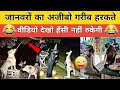 Animal Funny Moments Video Dogesh Bhai Funny Moment Monkey VS Dog Funny Video Bome