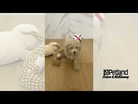 Bichonpoo - 40044 video preview