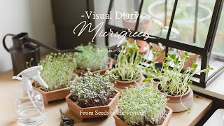 Visual Diary #5 | Growing microgreens with me at home! | From Seed to Harvest 🌱🌿
