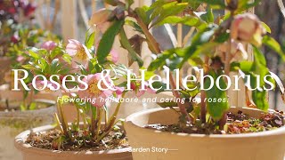 《Making a garden that will make me look forward to spring》 Caring for hellebore roses《Gardening》