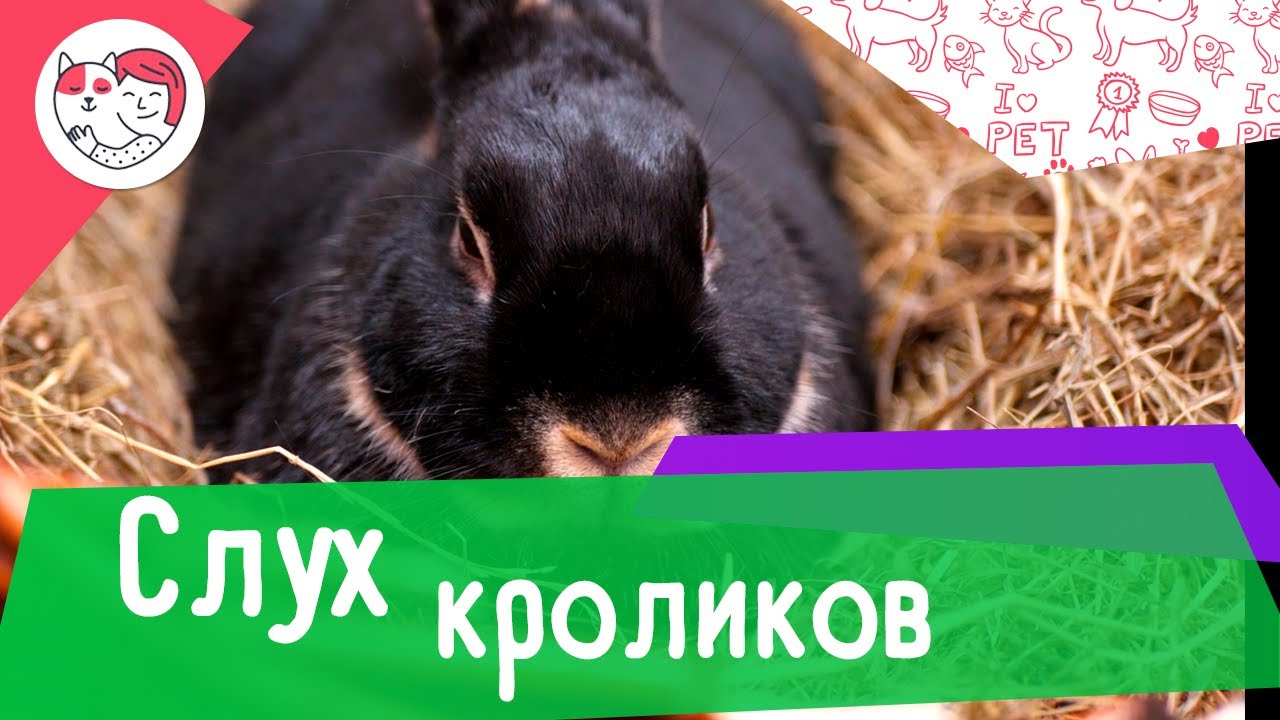 4 особенности слуха кроликов