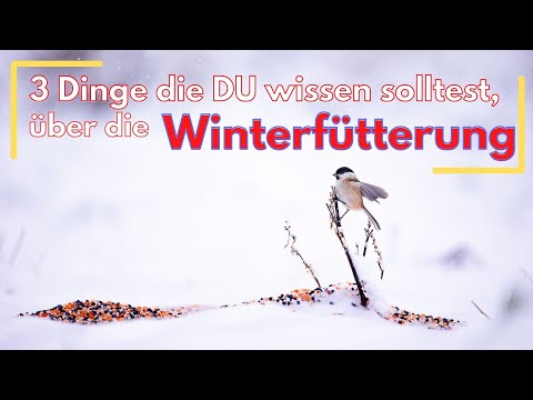 3 Dinge die du bei einer Winterfütterung beachten solltest