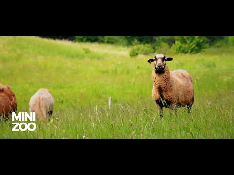 Gospodarstwo Agroturystyczne - Film Promocyjny - Selwit.pl