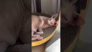 同じ場所で日向ぼっこする猫スルタンとアレクサンドラ【スフィンクス】