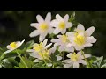 Malare Oru Varthai Pesu WhatsApp Status
