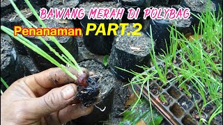 Tutorial Tani Menanam BAWANG MERAH DI POLYBAG  ( Penanaman)  PART 2