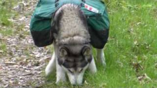 preview picture of video '12 year old Alaskan Malamute Backpacking'