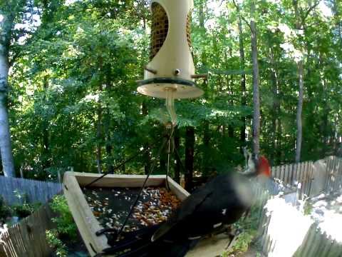 Largest Woodpecker (and smallest) visit feeder