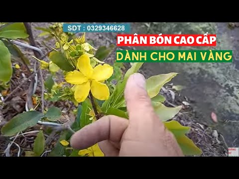 Phân Bón Chuẩn Mới Nhất Cho Mai Vàng - Tính Bonsai