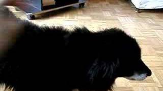 PERRO PERDIDO EN MI BARRIO II